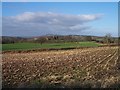 Maize Stubble, Halfridge Farm