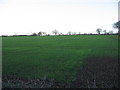 TL4306 : Field near Jack's Hatch by Andrew Dann