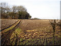 Footpath leading to Thorngrove Copse