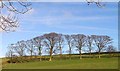 Field boundary, Weatherworth Farm