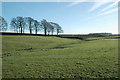 Roughbirchwood Common