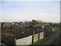 Black Lane Allotments