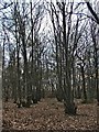 Thunderfield Grove Nature Reserve, Cheshunt, Hertfordshire