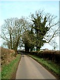 SP2596 : Ivy clad trees by Rob Farrow