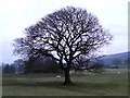 Tree at Tan-y-Foel