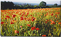 Wild Poppies Blooming on Guildown.