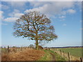 TQ0290 : Oak tree near Denham by David Hawgood
