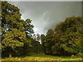 Beech Trees at Dunham Park