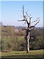 Dead Tree in Old Orchard