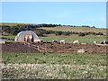 Piglets at Kilmaluag, Barr Glen