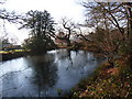 Icy pond at Hollandridge Farm