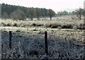 Marshland by Castle Loch