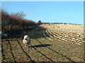 Turnip Field near Cerrigydrudion