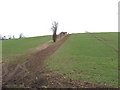 Field of winter wheat, near Chesham