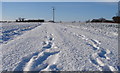 Footprints on the path to College Grove Farm