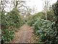 Rhododendron Walk in Oxhey Woods