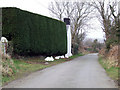 Country lane view