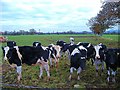 Dairy cows and bull at Marsh House Farm, Kings Marsh