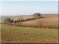 Fields near High Wycombe