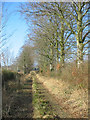 Beeches on track to Knoll Farm