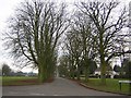 Tree-lined avenue at Woodend Green, Henham