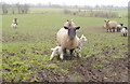 Sheep & Lambs, Little Orton