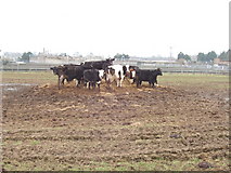 TQ1499 : Cattle at Blackbirds Farm, Radlett by David Hawgood