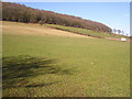 Towards Little Purlieu Wood