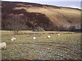 Rough Grazing, Sheep and Large Erratic Boulder.