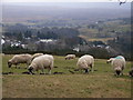 Sheep above Alston