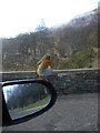 NN3209 : A friendly Robin perched on our wing mirror. by Mike Day