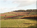 Fields of  Rixdale, near Luton, Devon