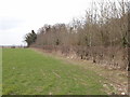 Field and wood, Fisherton de la Mere