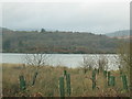 Tree plantation on the shores of West Loch.