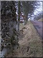 Growths on a beech tree