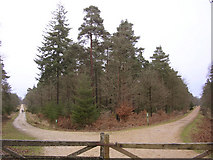 SU3103 : Pignal Inclosure from Standing Hat, New Forest by Jim Champion