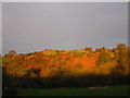 The Knapp, Castle Pulverbatch, Shropshire