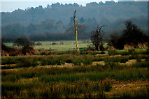 TF6534 : Wet grassland with reeds and dead tree by Dr W E Lee
