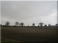 Fields south of Alresford Road