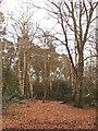 Burnham Beeches - birch, beech and holly