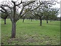 Orchard, Holywell Lane, Upchurch