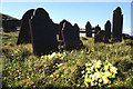 SH3794 : Graveyard and Primroses. by Peter Ward