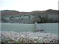 Frosty Hedge