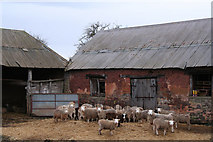 SS9101 : Thorverton: Ratcliffe Farm by Martin Bodman