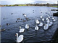 Swan Lake, aka Hogganfield Loch