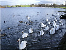 NS6367 : Swan Lake, aka Hogganfield Loch by Chris Upson