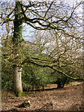 SU2312 : Trees within the South Bentley Inclosure, New Forest by Jim Champion