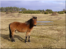SU2412 : Pony on Stoney Cross Plain, New Forest by Jim Champion