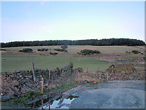 SD7623 : Wood on Haslingden Moor by Richard Spencer