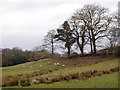 Grazing sheep